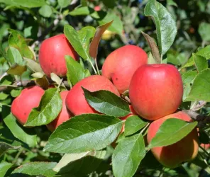 ©Mélanie et Samuel RUAULT