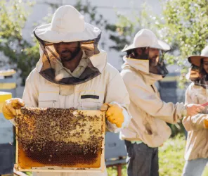 ©Abeilles Mayennaises