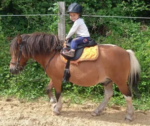 Les poneys des brumes