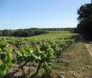© Domaine Bouffard