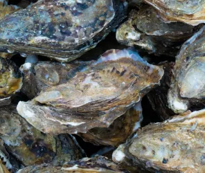 ©OSTREICULTEURBARREAU