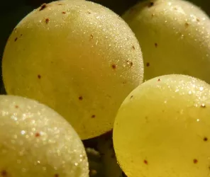 @Domaine-du-bois-joly