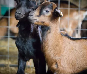 ©Ferme-de-la-blanchetiere