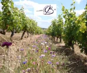 © Domaine des Forges