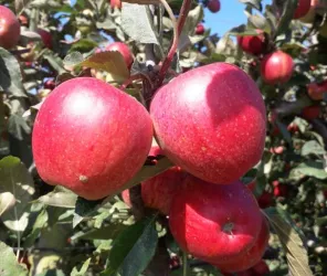 © Vergers du Pontonnet