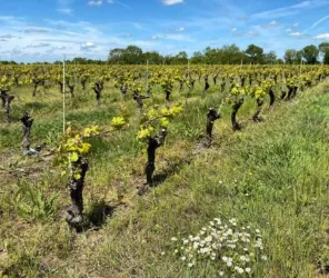© Domaine du Buisson 