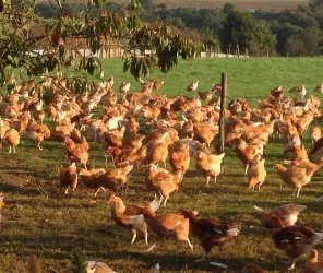 © GAEC de L'Orinnière