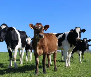 © La Ferme des Prés d'Orée