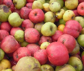 PRODUITS CIDRICOLES - VERGER DE LA BOUTRUCHÈRE