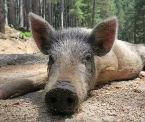 Libre de droits - Pixabay Bertomic