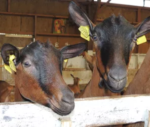 © CCMA - Dolorès DELANOE