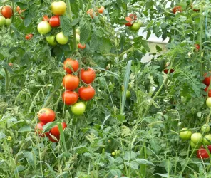 © OT de Ste Suzanne - les Coëvrons