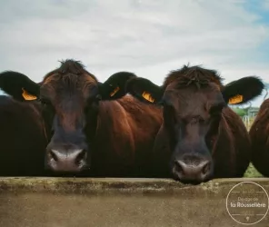 © Elevage de la Rousselière - ALG Medias
