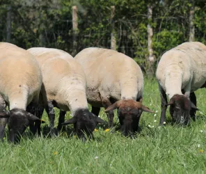 ÉLEVAGE LA TONNELLE