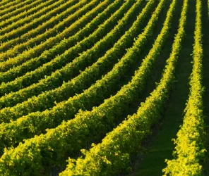 freephotos.cc - picjumbo