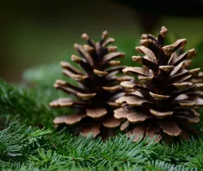 pixabay - congerdesign