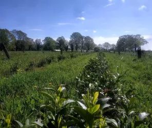 ©Ferme-les-Landes-vivantes-Treffieux