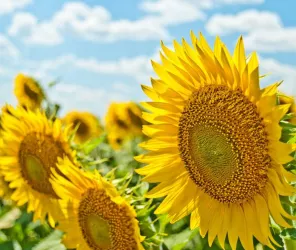 Aleksandr Eremin - unsplash