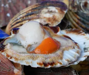 Mairie de L'Aiguillon-sur-Mer