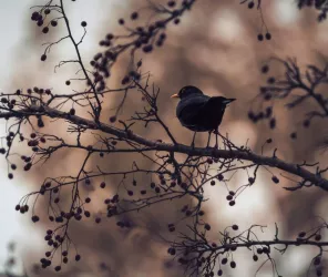 Brendan Rühli - Pexels