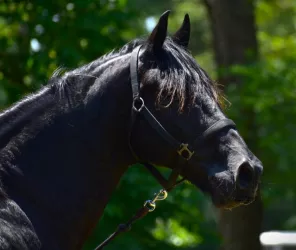 Amélie Vialla - Pexels