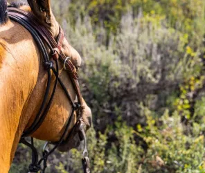 Adam Gman - Unsplash