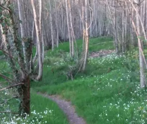 © Office de Tourisme du Pays de la Châtaigneraie