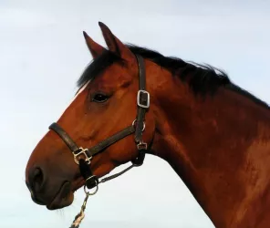 Centre Equestre Château-Gontier