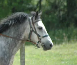 ferme équestre La Bourionnerie 