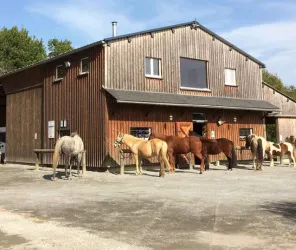 Crinières aux Vents