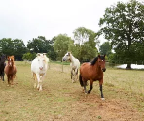 Centre équestre Équita'Sion