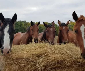 Le Landreau Equitation
