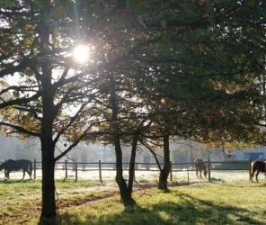 ©EcuriesDeJoulaires