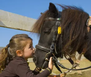 Centre équestre de Freigné