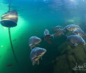 ©Maïtaï Plongée-Bécon-les-granits