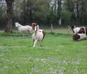 Centre équestre de la Chevrie