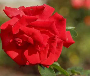 Jean-François Brossier Ville des Sables d'Olonne