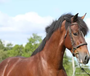 ©Les Ecuries d'Eskame