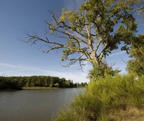 © CD85 – David FUGERE