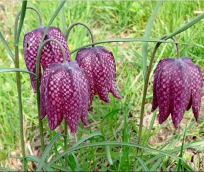 OT Sainte-Suzanne - Les Coëvrons