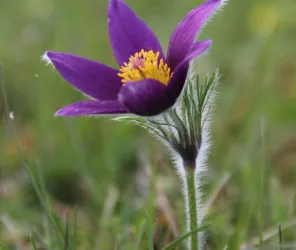 Eric Lantuejoul-CEN Pays de la Loire