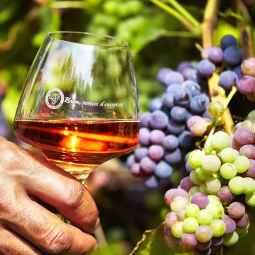 Recorre las rutas de Vendée y saborea los vinos de los Fiefs Vendéens