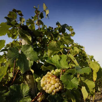 ¡Domaine aux Moines: viñedos en femenino!