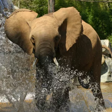 Zoo de la Flèche, una aventura exótica en familia