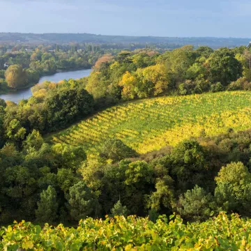 Visita los viñedos de Anjou-Saumur 