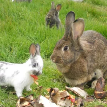 © La ferme de la Papinière