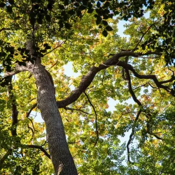 ©Jean-Philippe-BERLOSE-CEMJIKA