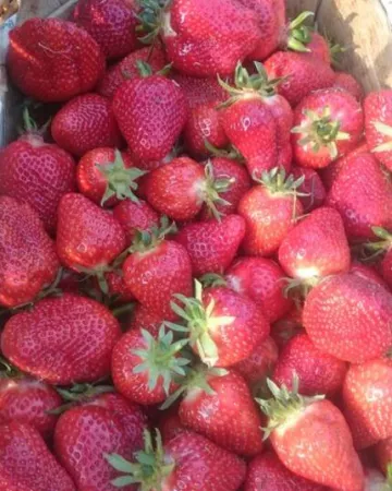 @fermedesgrandschamps