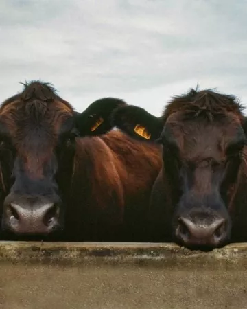 © Elevage de la Rousselière - ALG Medias