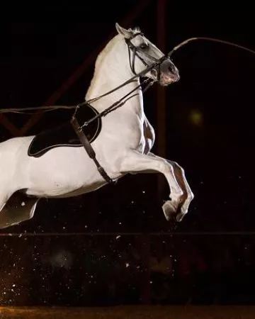 Copyright : Les Écuries d'Artpaillange